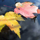 Illustration for article titled Shooting Challenge Fall Leaves Gallery 11